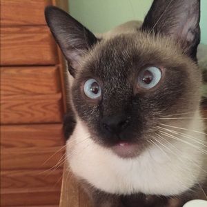 Meet your Posher, Ellen - Lady is my cat